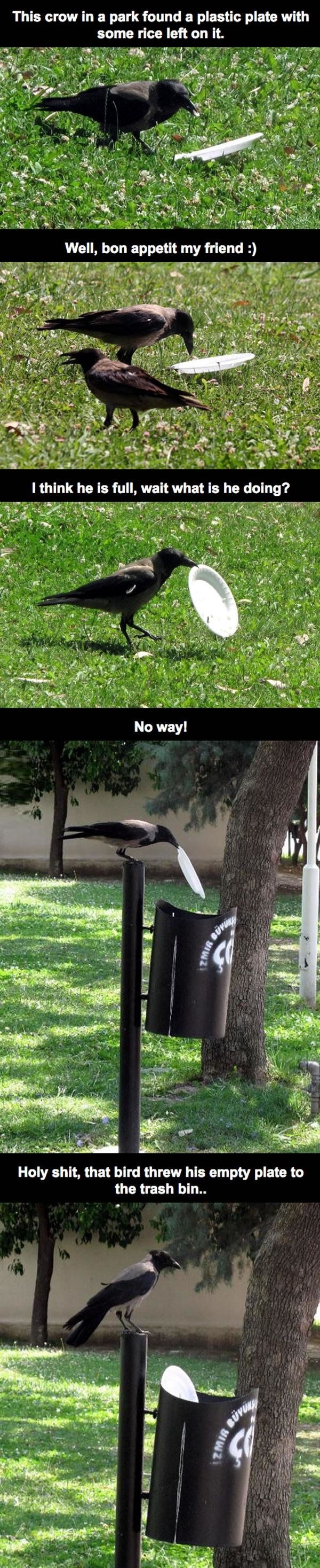 Good Guy Crow