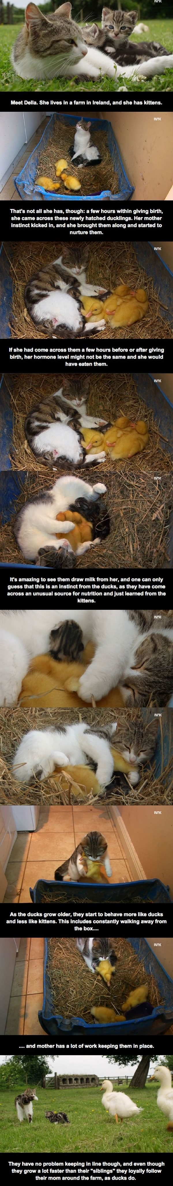 The cat who adopted ducks