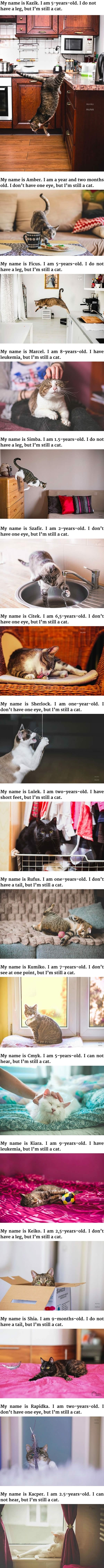 Disabled cats are awesome