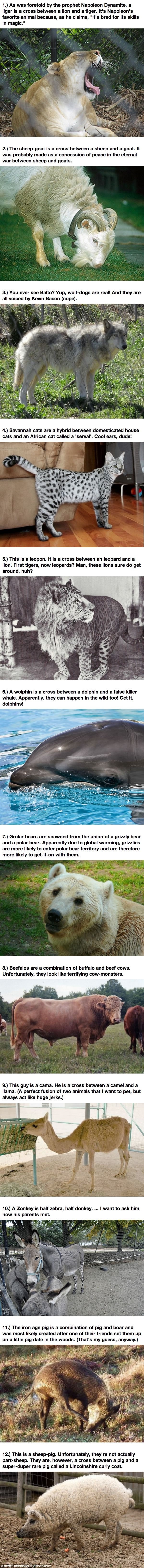 Real animal hybrids