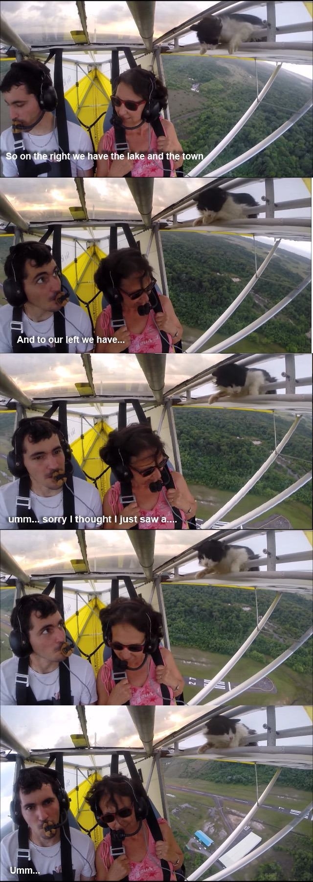 Remove cat before flight