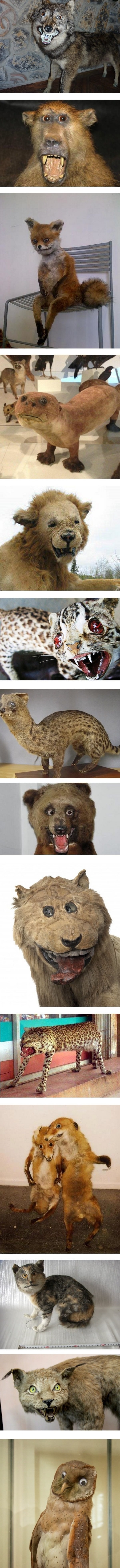Taxidermy gone wrong