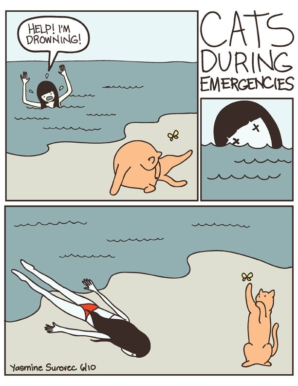 Cats during emergencies