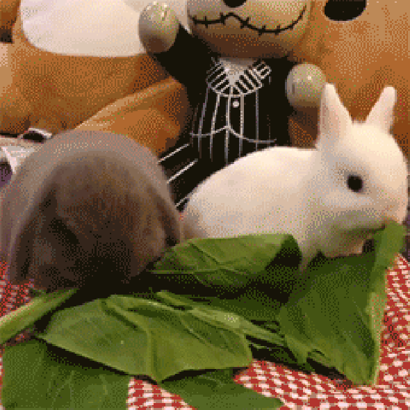 Nom Nom Nom Nom