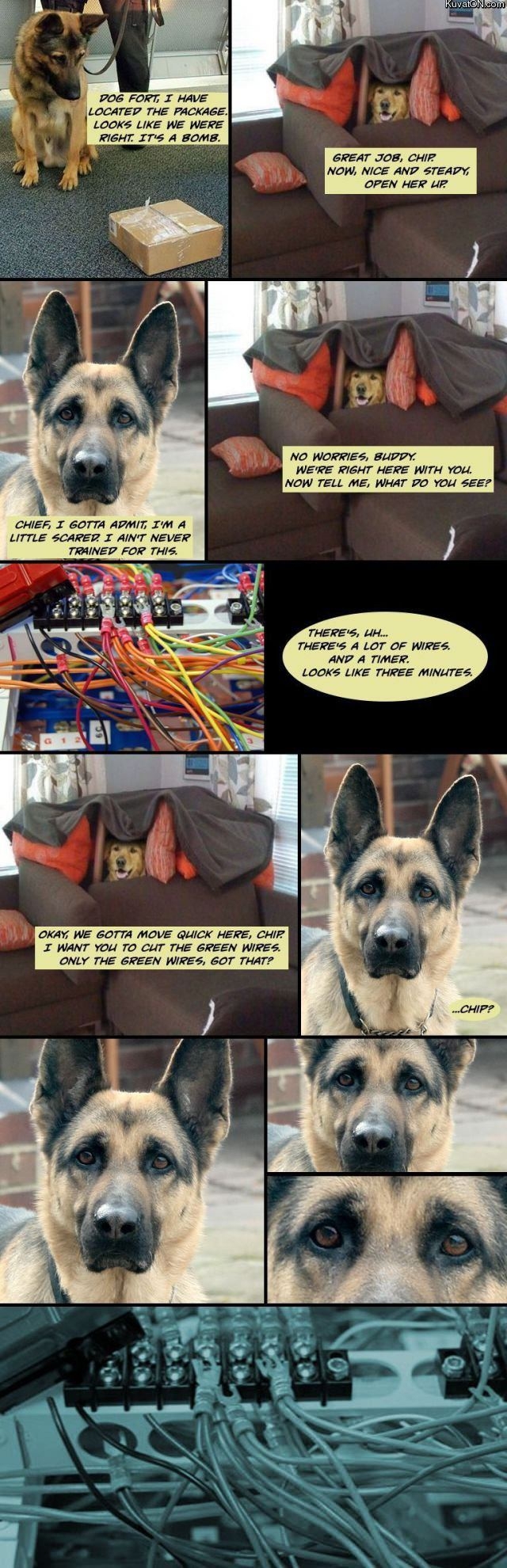 The best dog fort