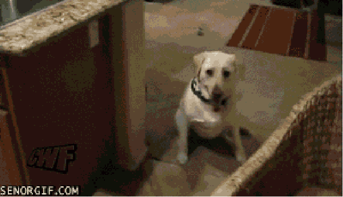 OCD Dog