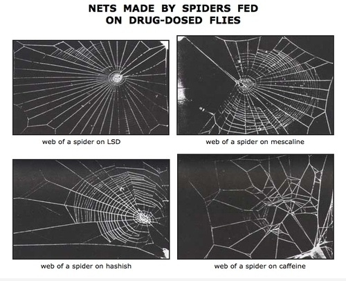 Just spiders on drugs