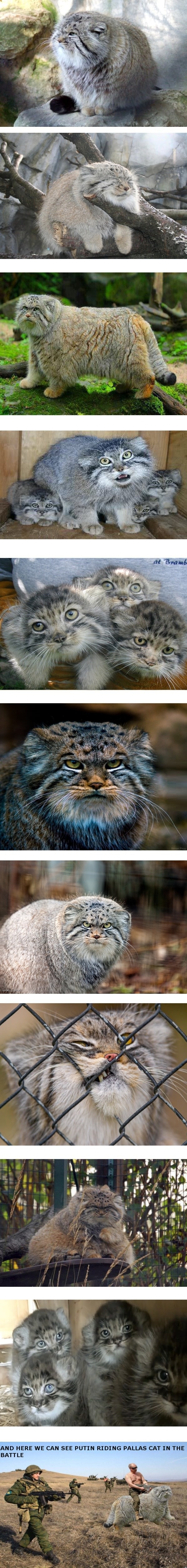 Meet the Pallas cat