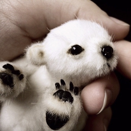Baby polar bear