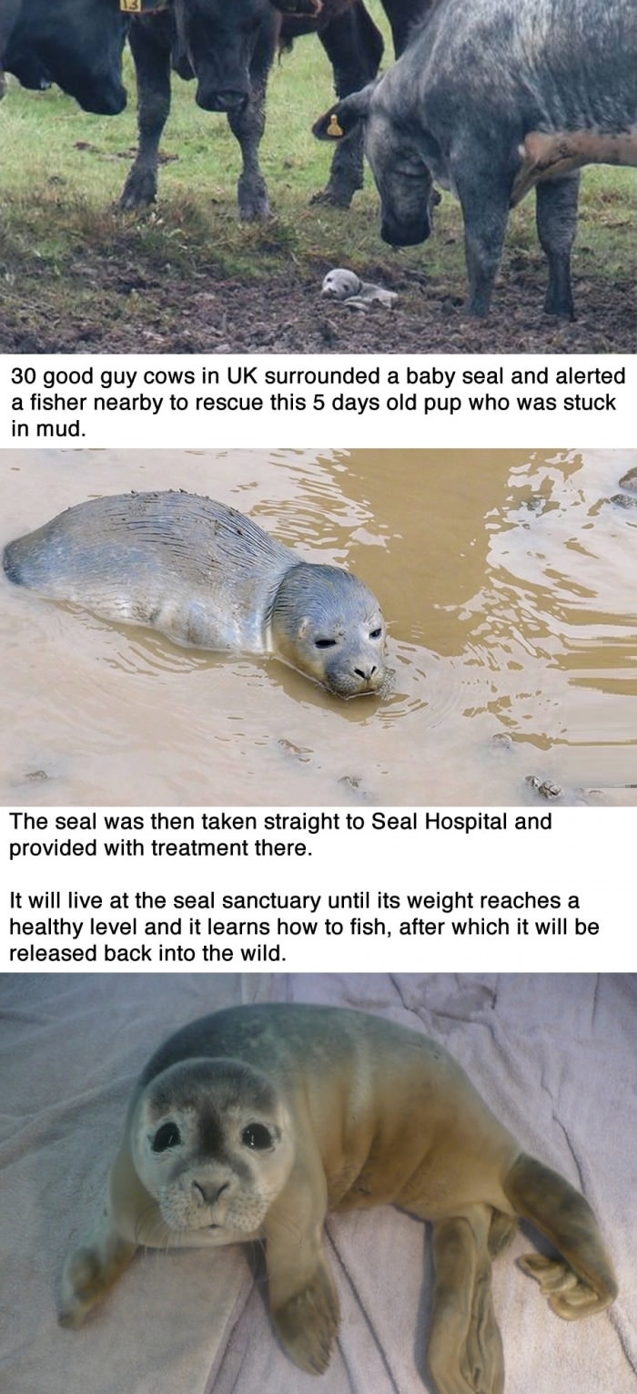 30 cows saved a baby seal