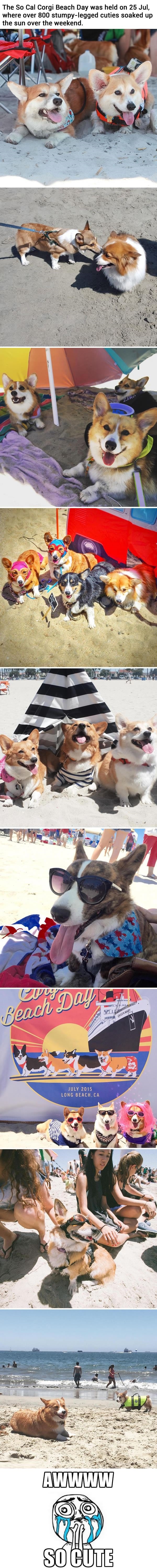 800 corgis at the beach