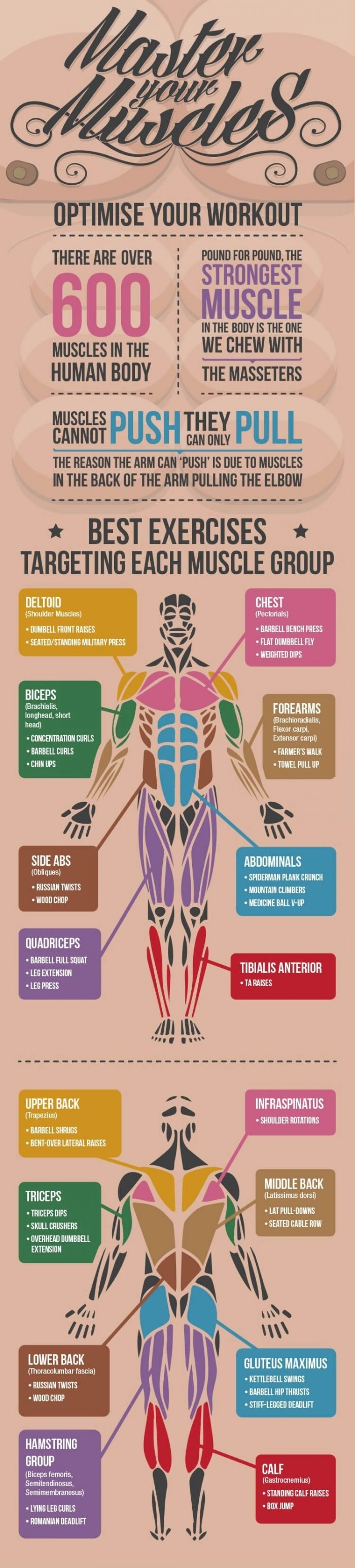 Workouts for each muscle