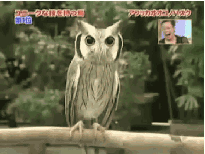 Owl transformation