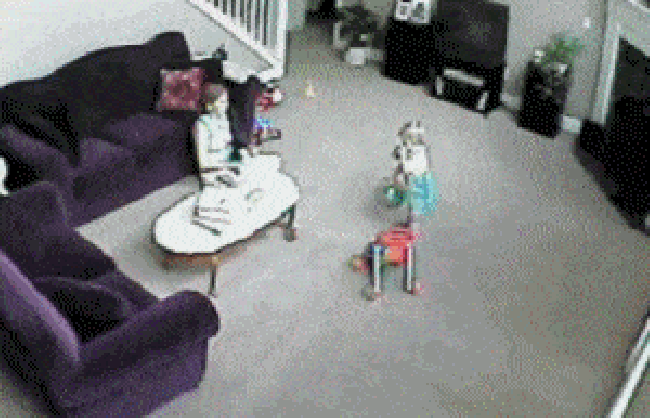 Overly protective cat