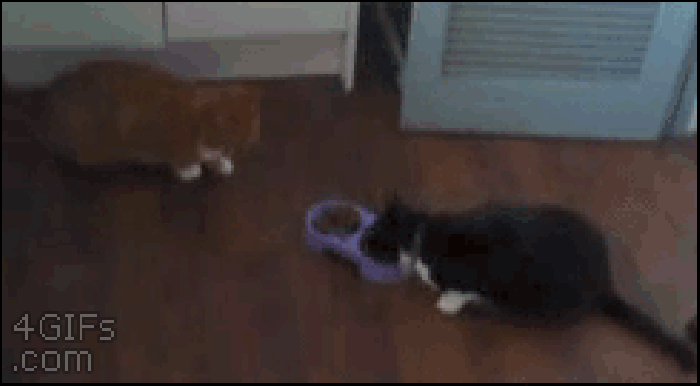 You're done eating, right?