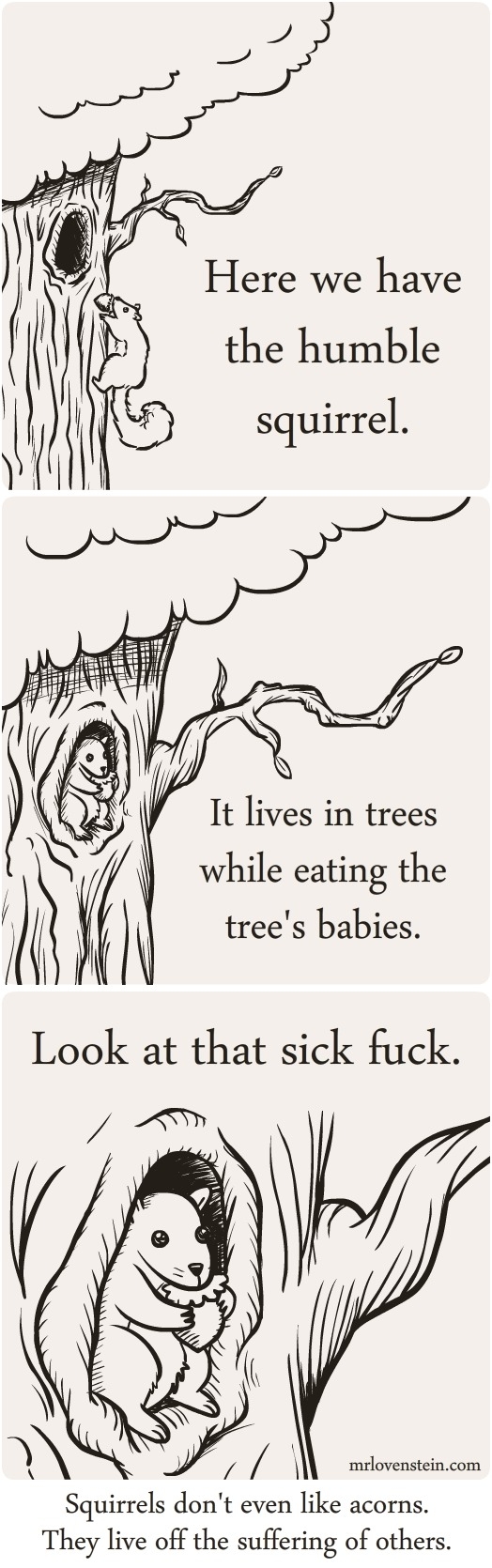 The humble squirrel