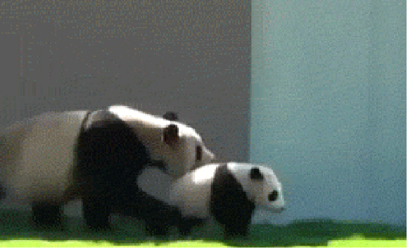 Panda play
