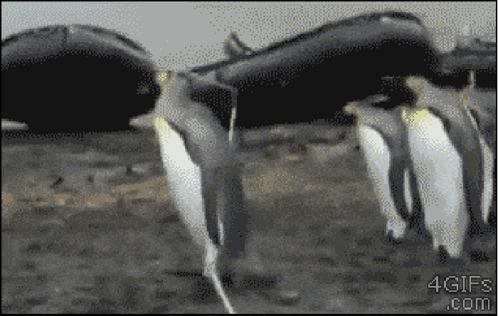 Penguins vs the rope