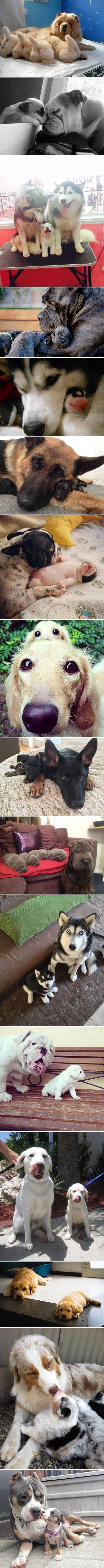 Dogs with their mini-mes