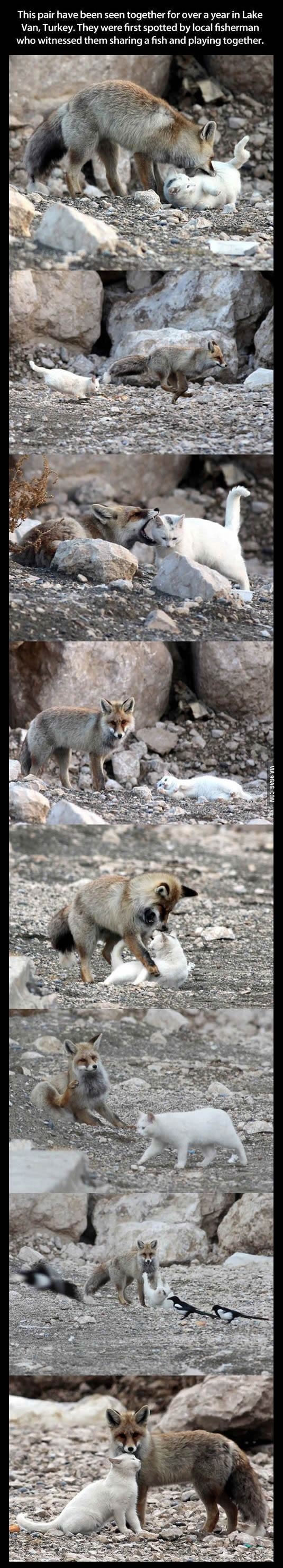 Best friends forever