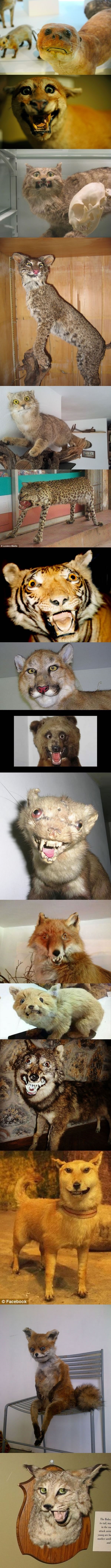 Taxidermy fails