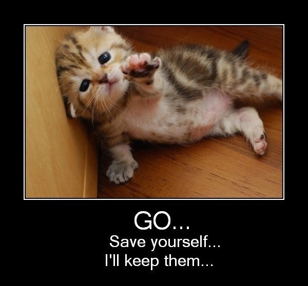 Good cat