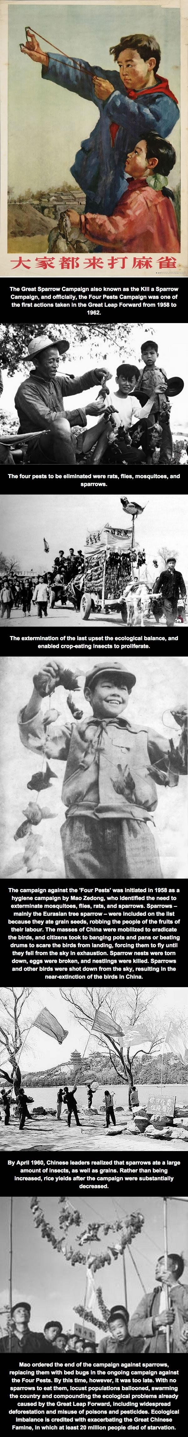 Sparrows killed by China
