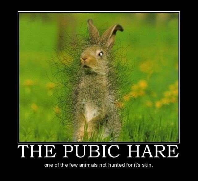 The Pubic Hare
