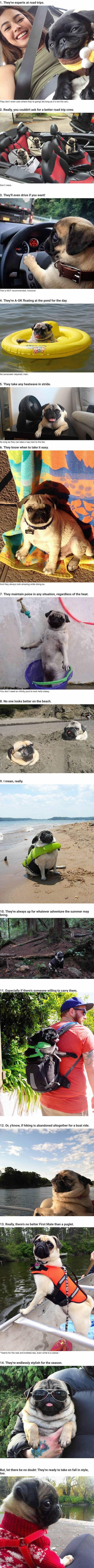 Pugs in the summer
