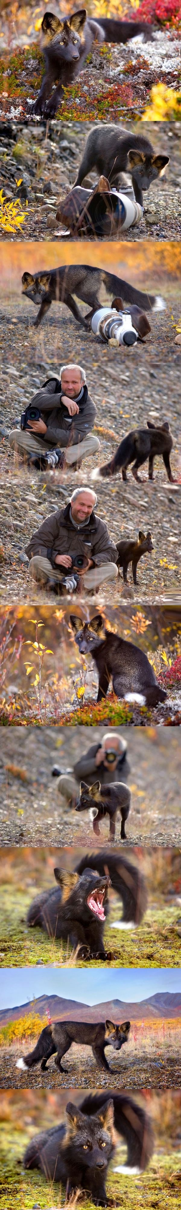 Rare silver fox