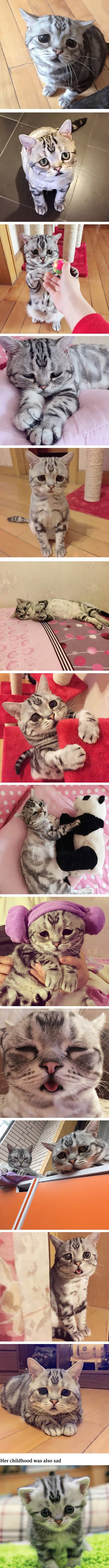 Saddest cat on the internet