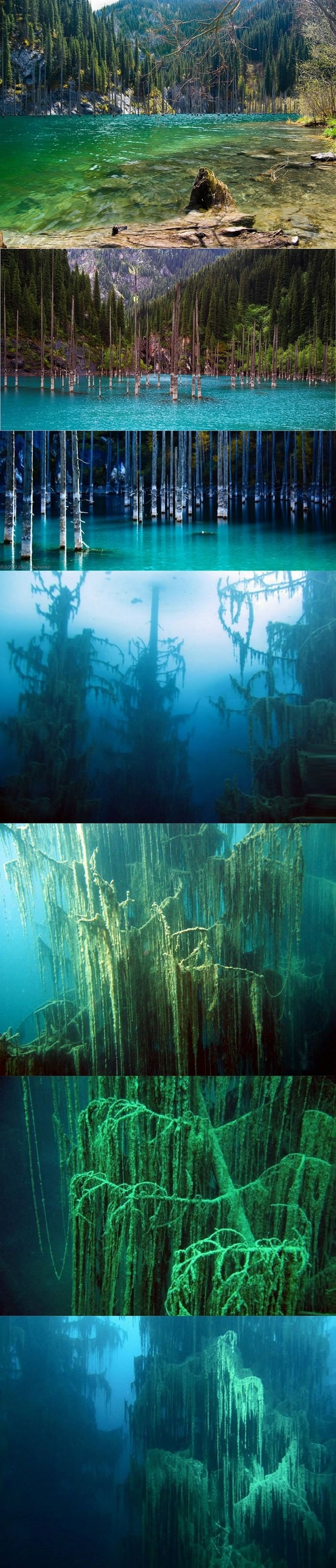 Sunken forest of Lake Kaindy