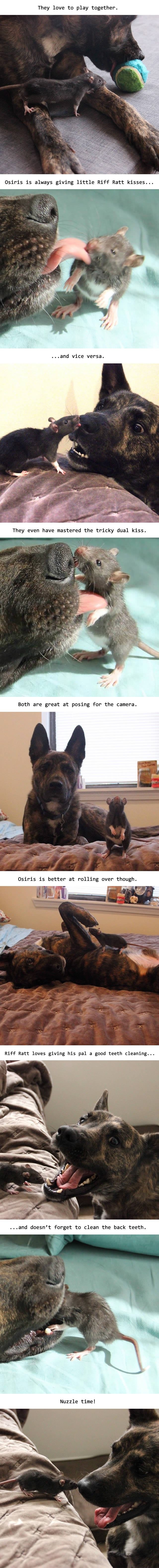 Therapy dog and his rat bff