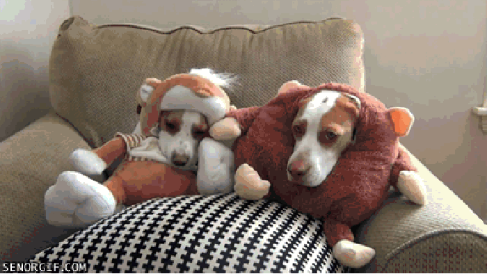 Dress-up with dogs