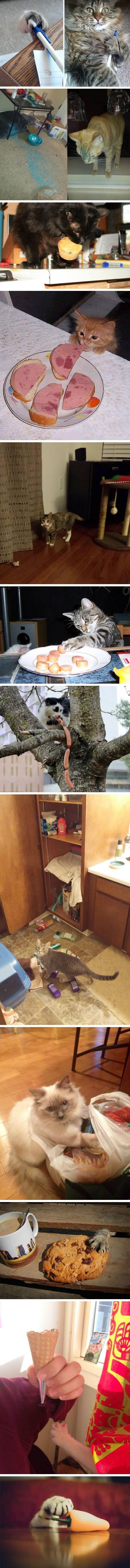 Cats caught red-pawed