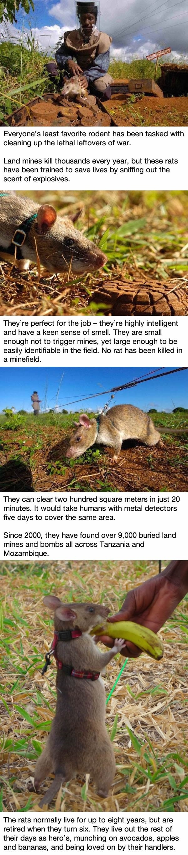 Rats are saving lives