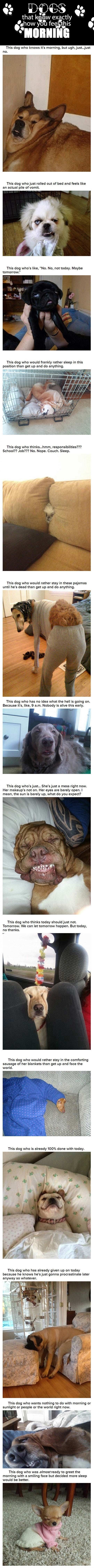 Dogs know how you feel