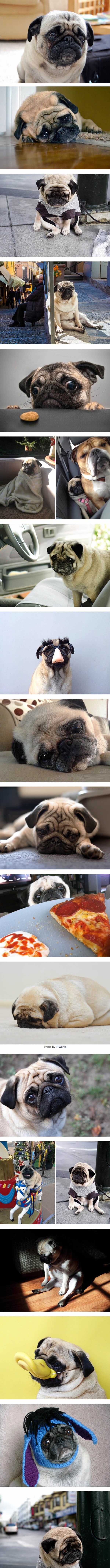 Extremely sad pugs