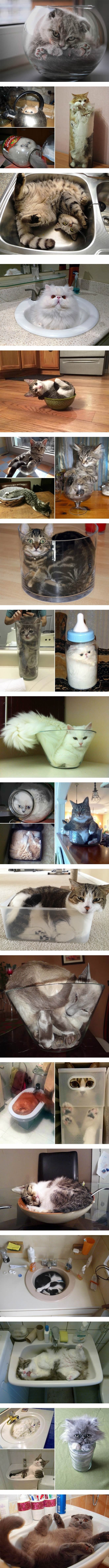 Cats are liquid