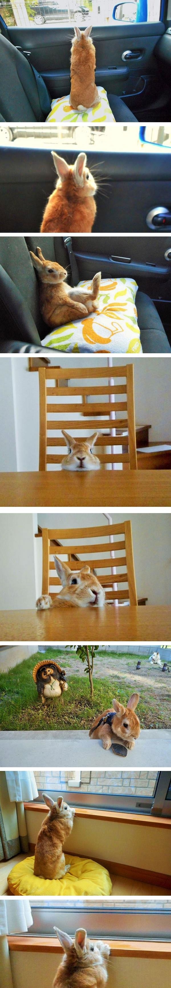 Bunny has height issues