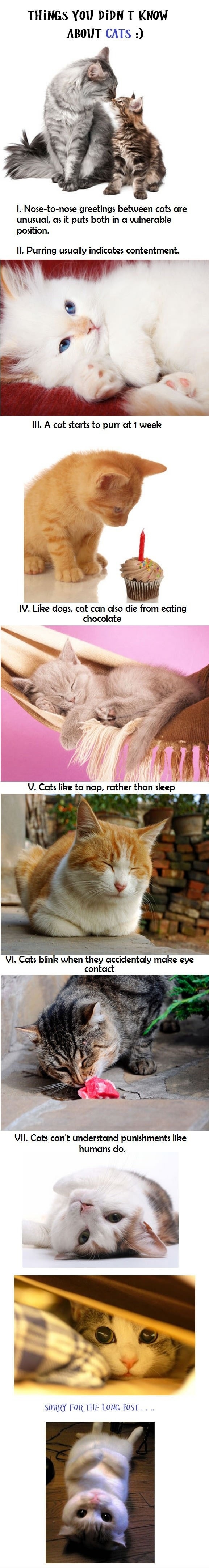 Cat facts