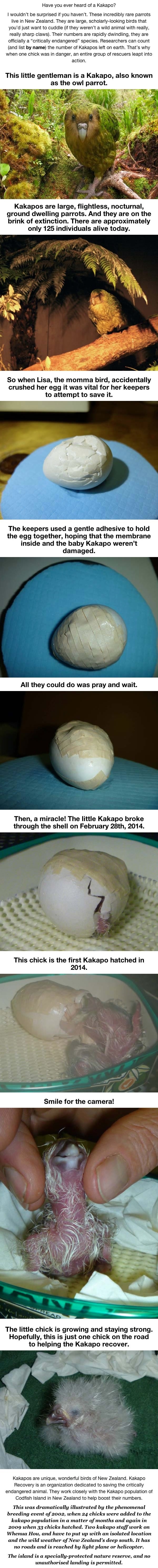 Rare Kakapo egg