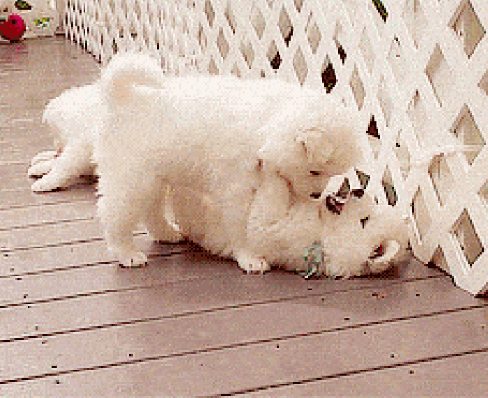 Puppy love