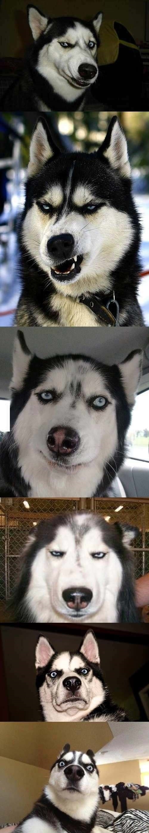 Dog has best expressions