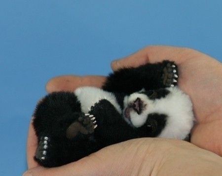 Baby Panda