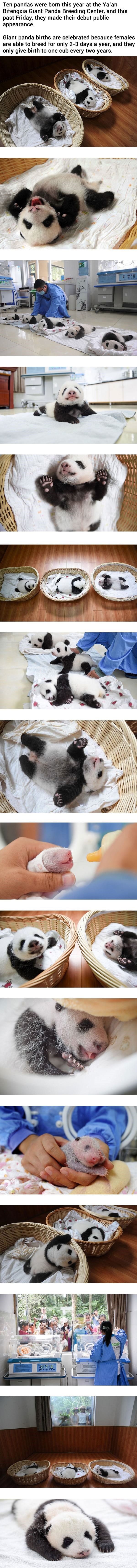 Newborn pandas