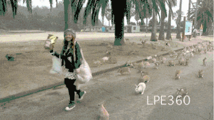 Rabbit Island in Japan