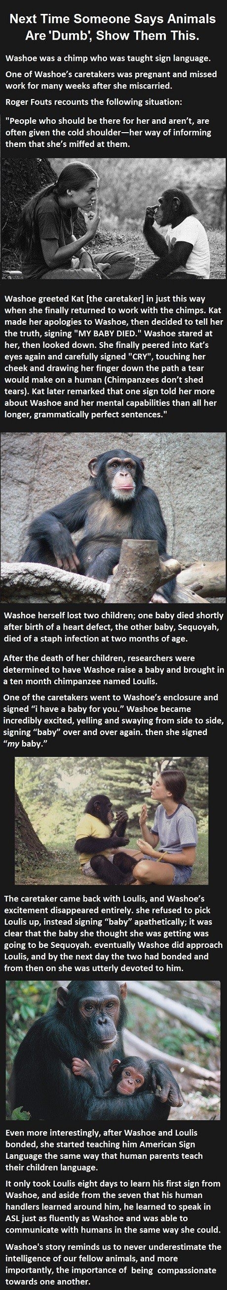 Washoe the chimp