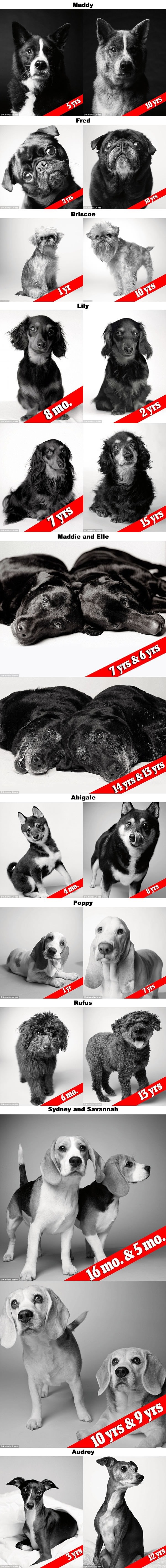 Dog years