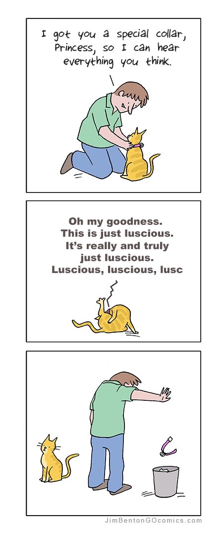 A new collar